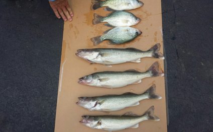 Walleye crappie