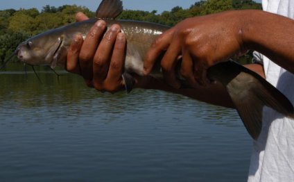 Catfish, Musky & Walleye