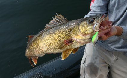 Walleyes, catching walleyes