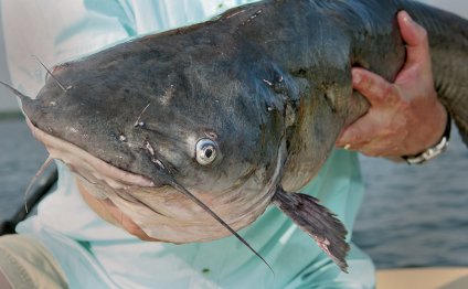 Great Plains Catfish Forecast