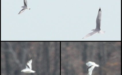 Little Gull (Hydrocoloeus