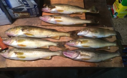 Walleye with a spoons