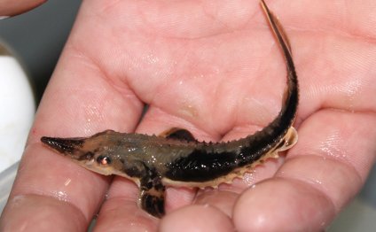 Lake Sturgeon Fish
