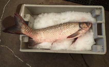 Asian Carp: Fish found in Lake