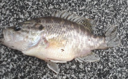 Southwest Ohio Fishing Reports