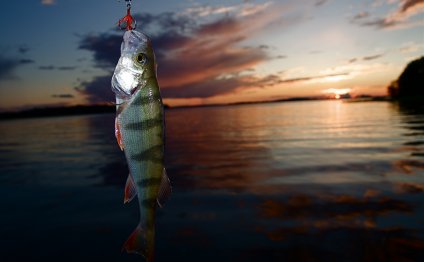 Perch Fishing Tips, Tricks and