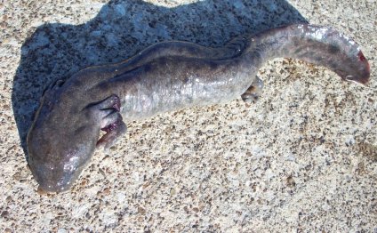 Robfisherie: Mudpuppy Off