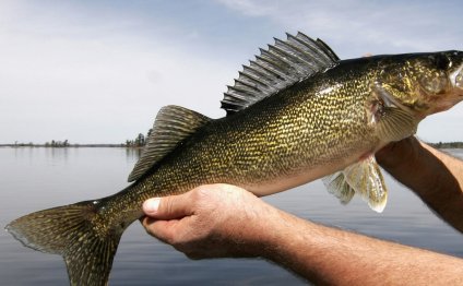 To catch a walleye: 10 tips