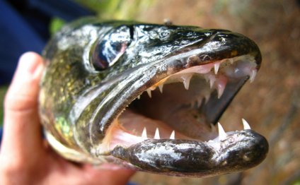 How To Catch Walleye In The