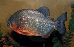 A red-bellied piranha (Pygocentrus nattereri) from the Amazon River.