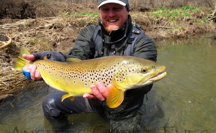 Mad River Trout