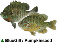 BlueGill / Pumpkinseed