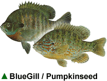 BlueGill / Pumpkinseed BlueGill / Pumpkinseed