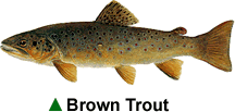 Brown Trout Brown Trout