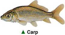 Carp