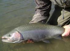 Cattaraugus Creek receives excellent runs of hefty steelhead