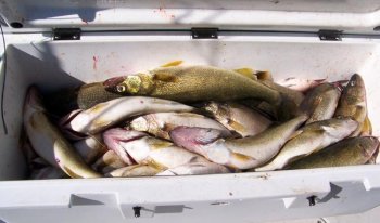 Cooler full of lake erie walleye