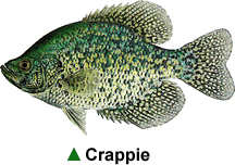 Crappie Crappie