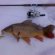 Central Ohio Fishing Reports