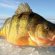 How to go ice fishing?