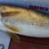 Lake Erie Walleye fishing Videos