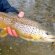 Mad River Trout fishing