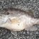 Southwest Ohio Fishing Reports