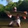 Steelhead fishing reports Ohio