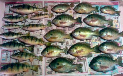 Huron Ohio Fishing Reports