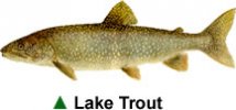 Lake Trout Lake Trout