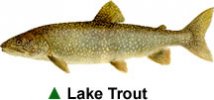 Lake Trout