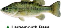 Largemouth Bass