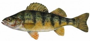 perch-fishing-charter-lake-erie