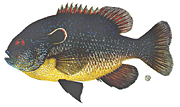 picture of longear sunfish