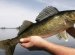 Best way to catch Walleye from shore