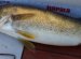 Lake Erie Walleye fishing Videos