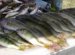 Perch Charters Lake Erie