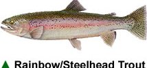 Rainbow/Steelhead Trout