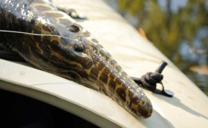 Different types of GARS