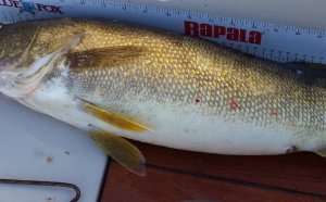 Lake Erie Walleye fishing Videos