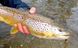 Mad River Trout fishing