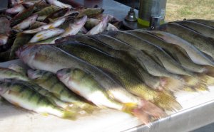 Perch Charters Lake Erie