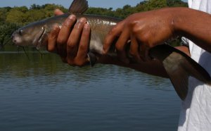 Walleye fishing in PA