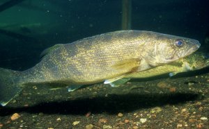 Walleye limit in Ohio