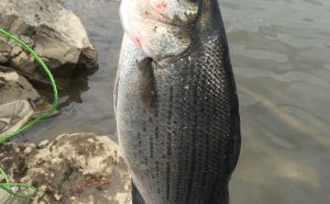 When do white bass run in Ohio