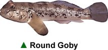 Round Goby Round Goby