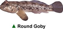 Round Goby