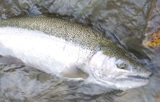 Steelhead that are fresh out of the lake are often very silvery like this Chautauqua Creek fish
