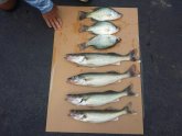 Berlin Lake Ohio Fishing Report
