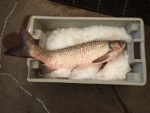 Fish found in Lake Erie